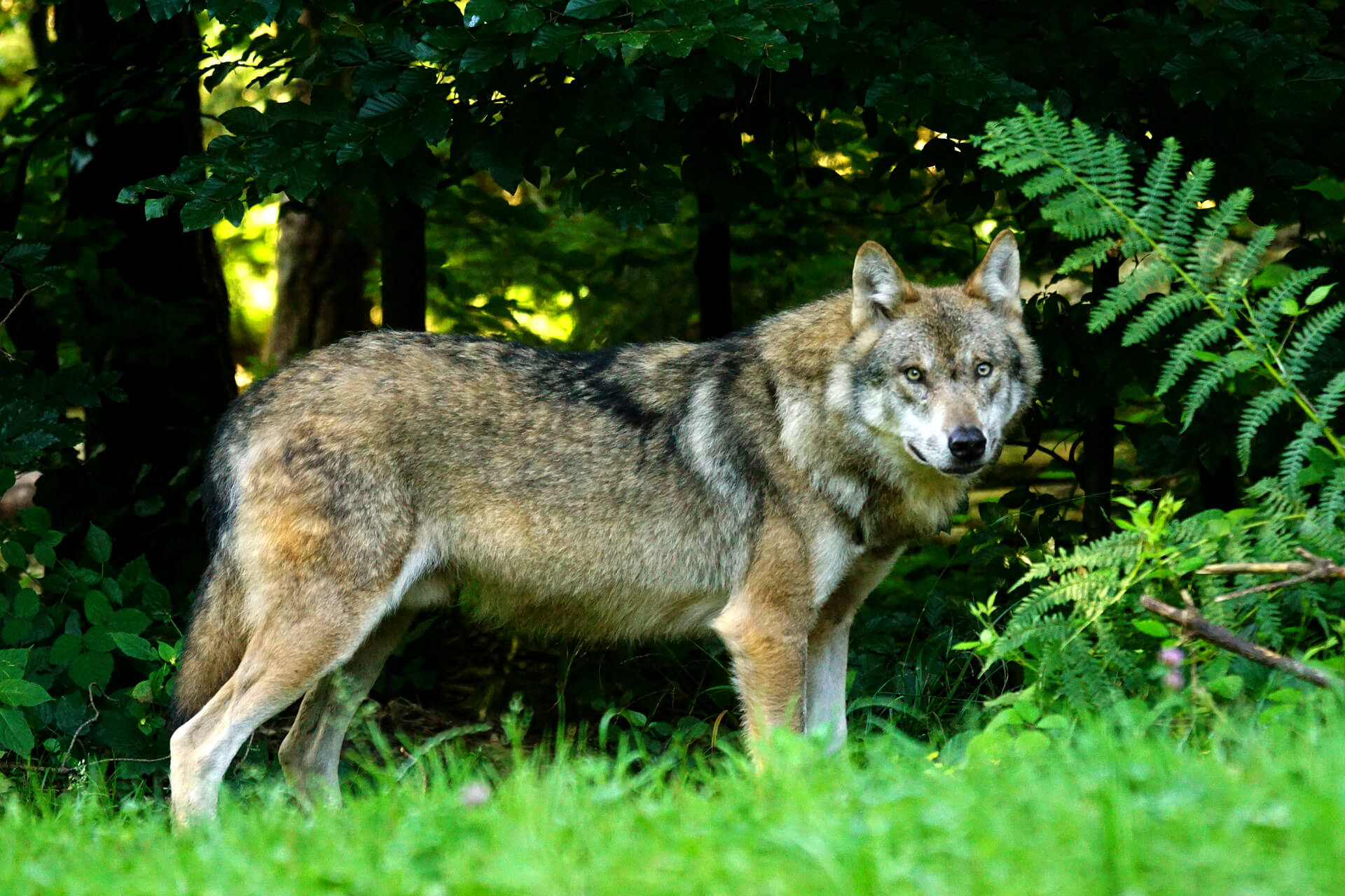 Wolfschutz für Tiere