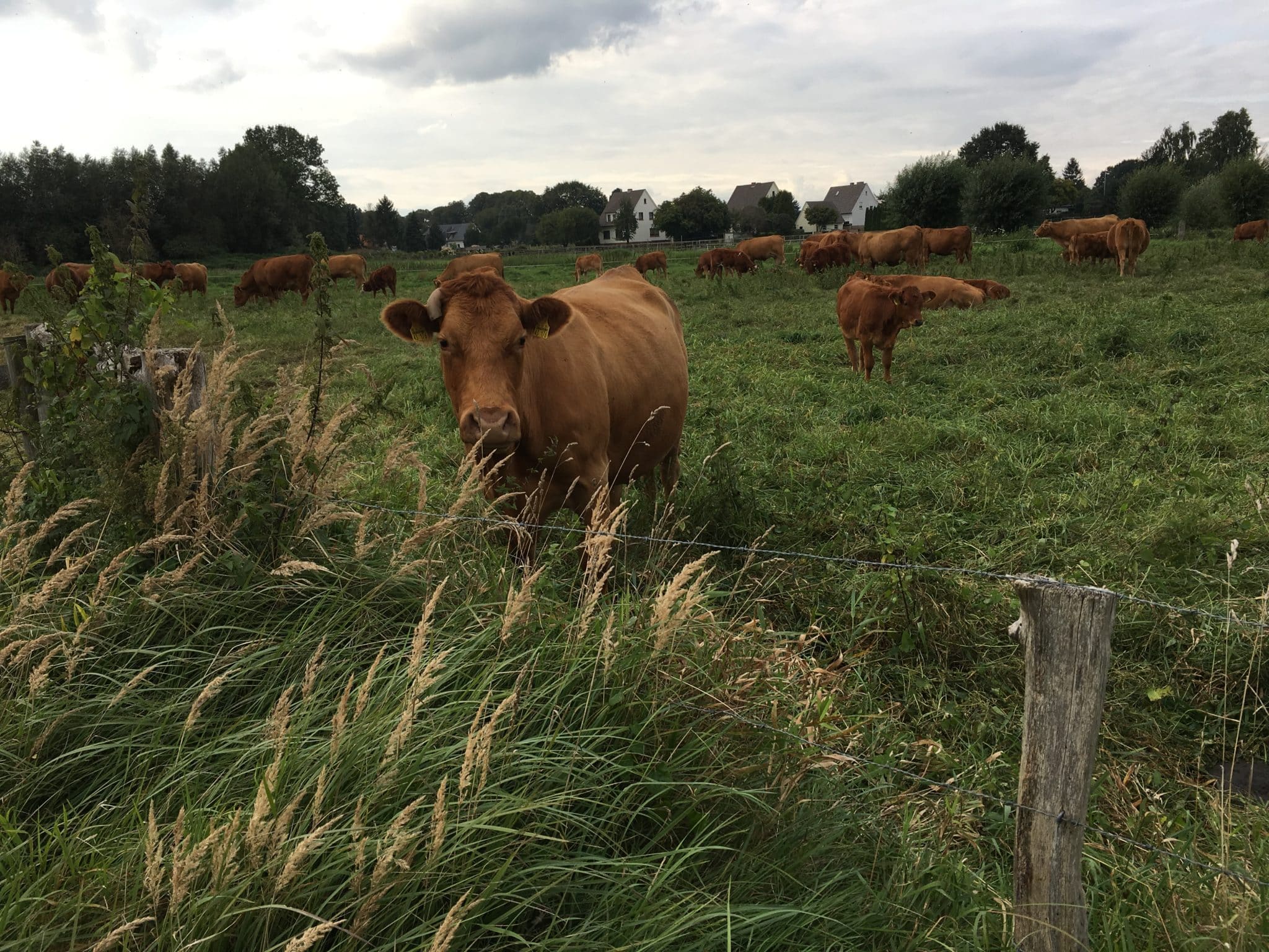 Naturschutzzäune Rinder Extensive Weidehaltung