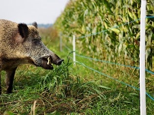 ASP Prävention Wildschweinzaun WildschweinschutzzaunSchutzzäune um Maisschläge