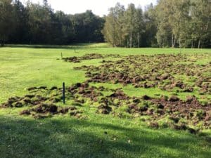 Wildschweinzaun Wildschweinschutzzaun Bahn auf Golfplatz nicht bespielbar Elektrozaun für Golfer