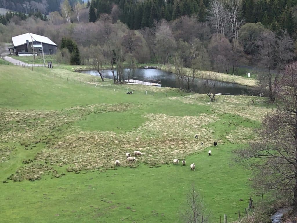 Otterschutzzaun in Oberwiesenthal mit Otterspezialgeflecht Weidezaun