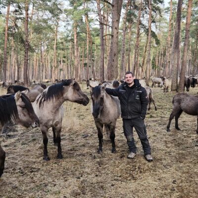 Wolfschutzzaun für die Dülmer Wildpferde von Axel F Zaunbau